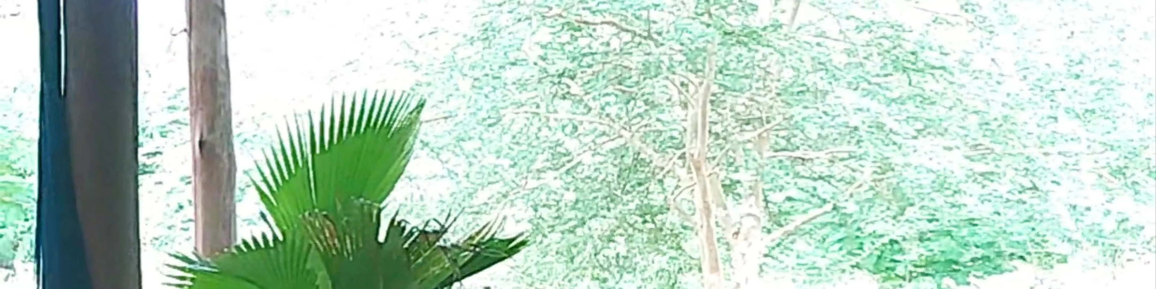 Tsavo House