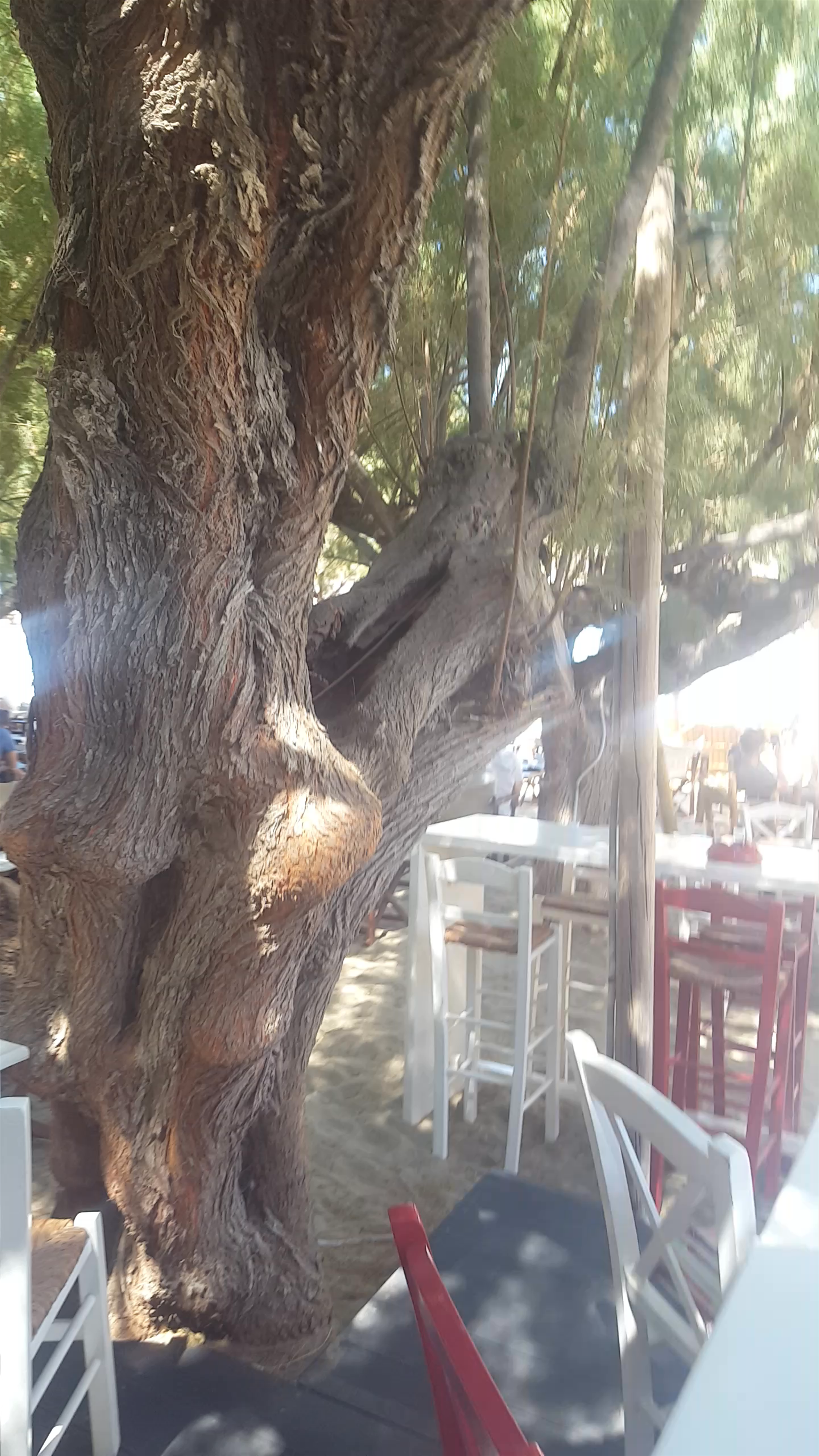 Sunlit Beachside Taverna on Sifnos Island, Greece