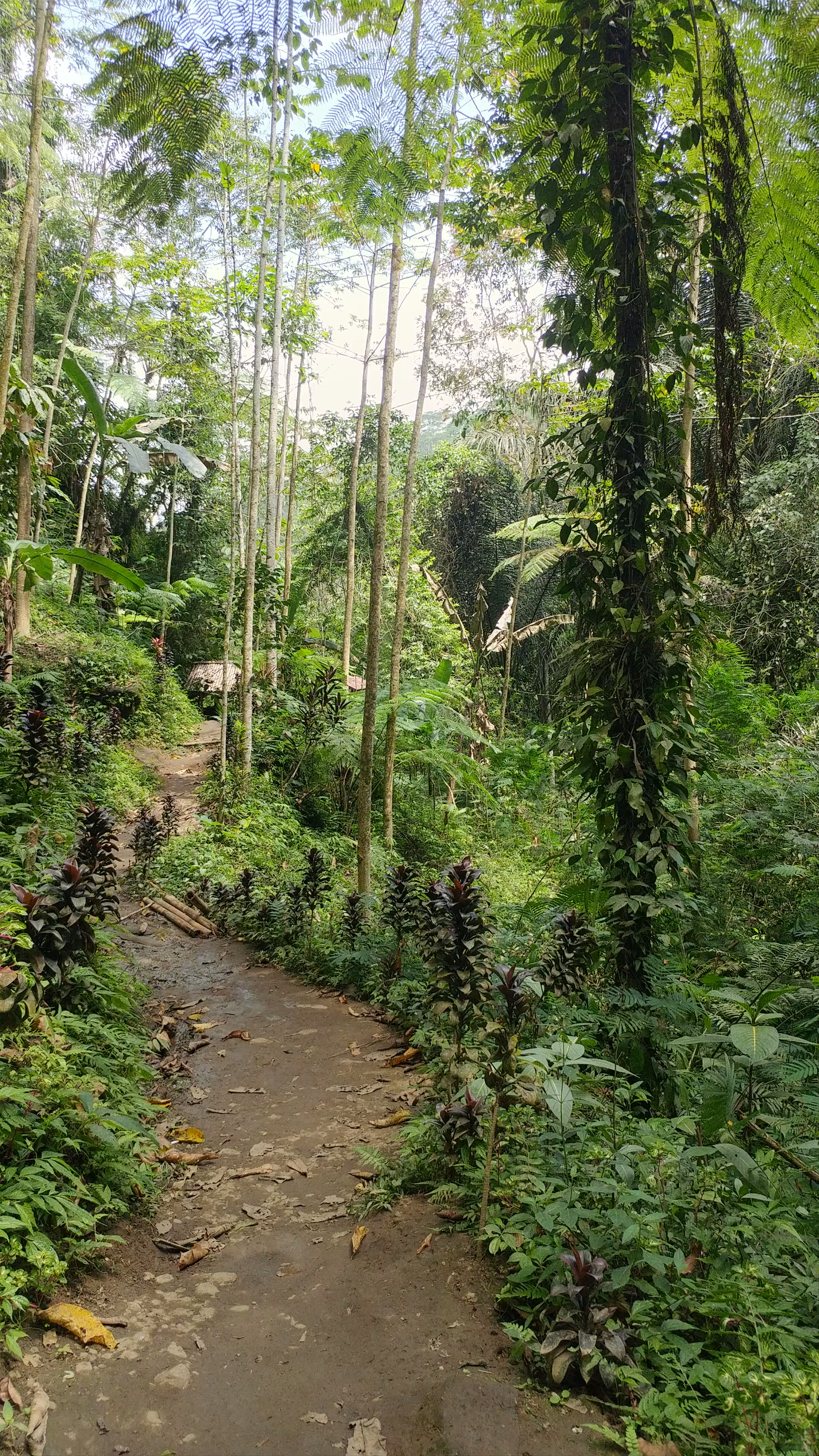 Sekumpul Waterfall Hike: Bali’s Lush Jungle Escape