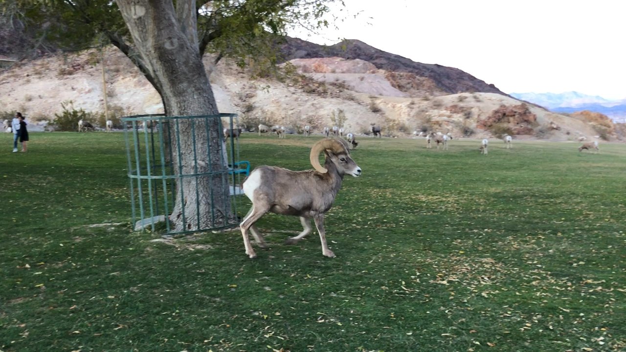 Quality Inn - Big Horn Sheep Park, 5mins Walk from the hotel, with Lake Mead as background. - Hotels Near Me - Boulder City, Nevada