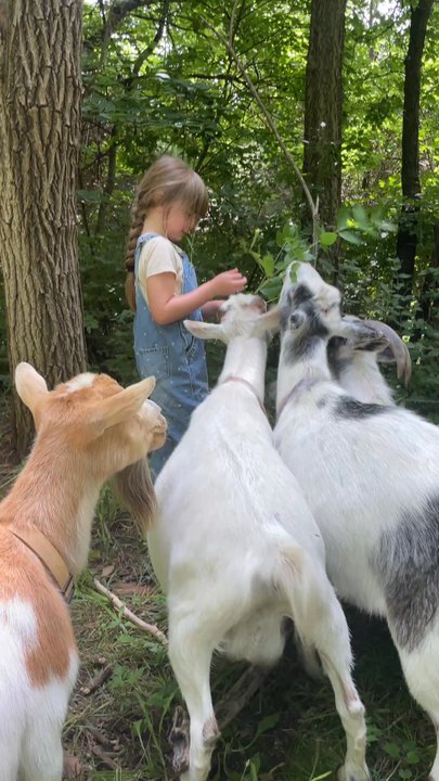 Providence Hill Farm - Sis feeding the goats some leaves - Farms Near Me - Atchison, Kansas