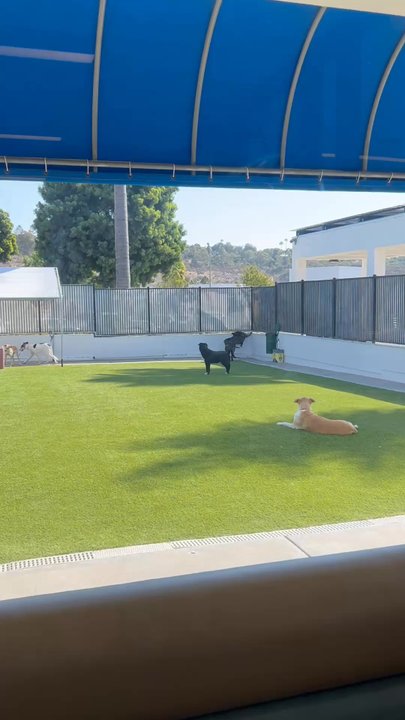 The Animal Keeper - Our dog had so much fun here! All the dogs are well mannered and the staff takes great care of them - Pet Training Near Me - Oceanside, California