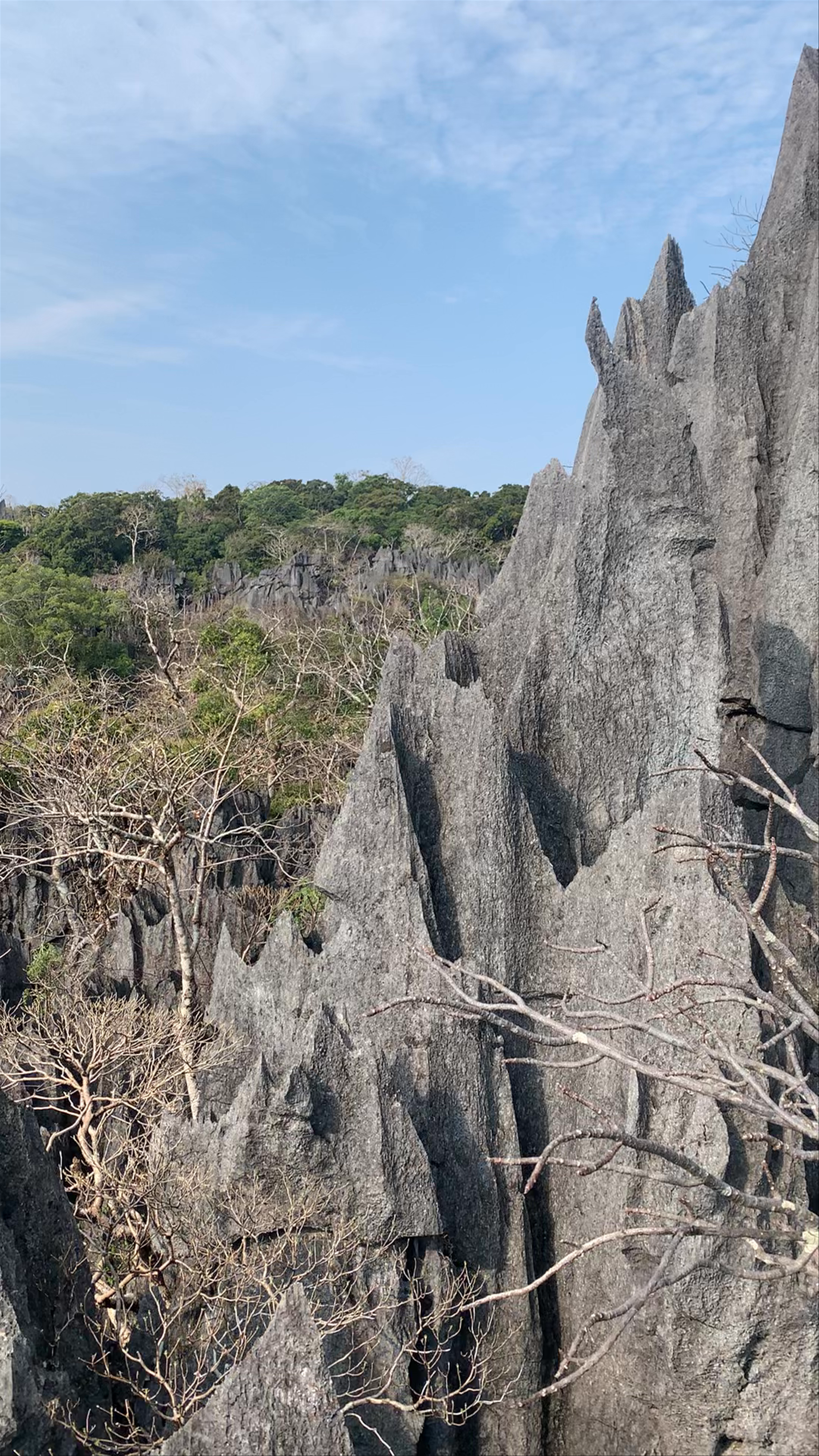 Limestone Forest Viewpoint