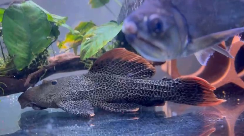 Leopard cactus pleco