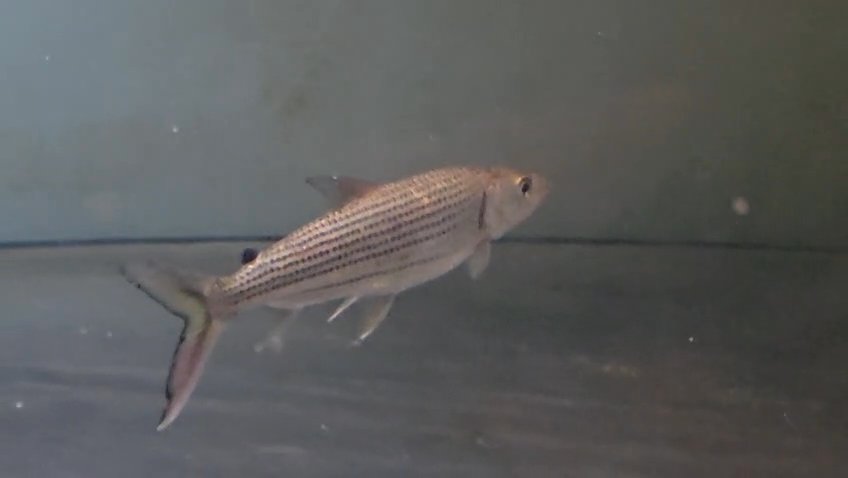 Tigerfish