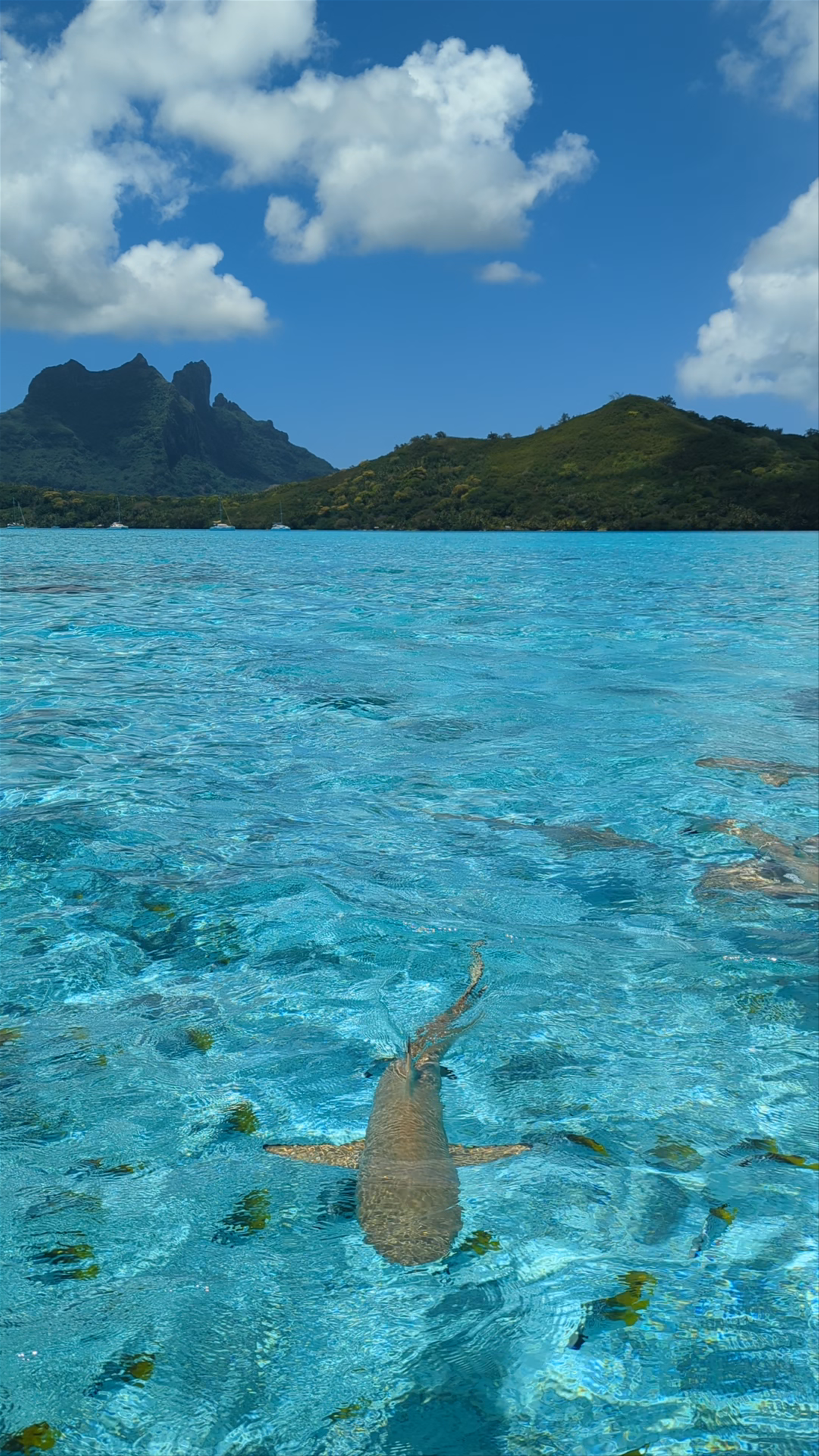 Sting Ray & Black Tip Snorkeling Area