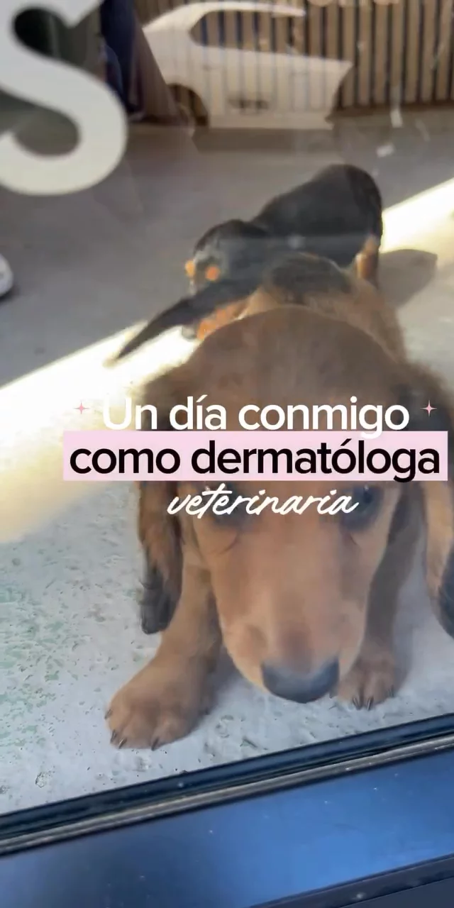 Contenido del creador
