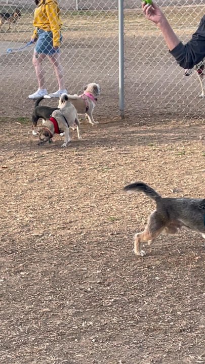 Countryside Dog Park - Dogs just wanna have fun at Countryside Dog Park in Mesa!!! - Dog Parks Near Me - Mesa, Arizona