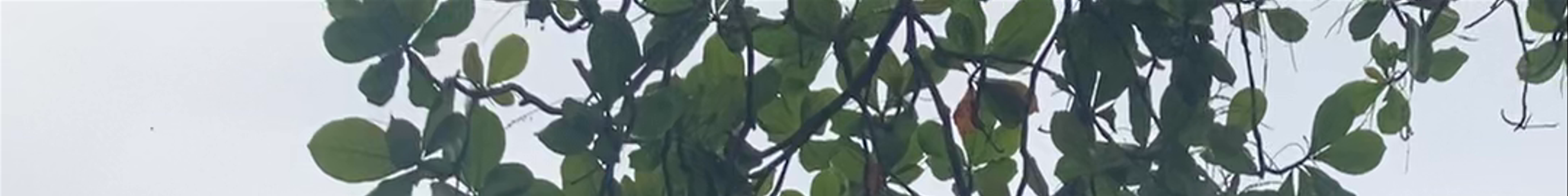 Tours & experiences in Cahuita