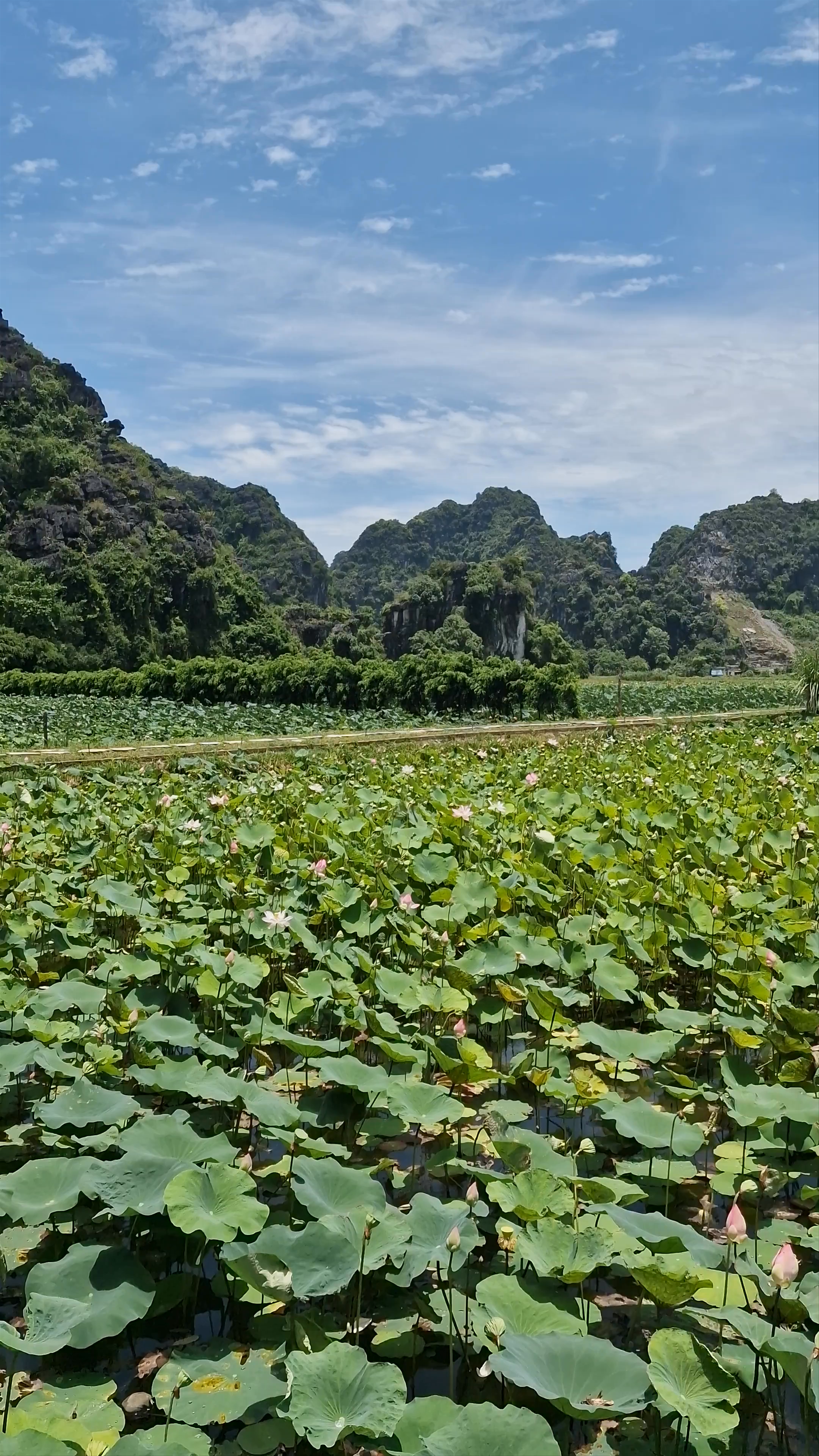 Hang Múa (Mua Caves) Lotus Field Walk, Ninh Bình, Vietnam