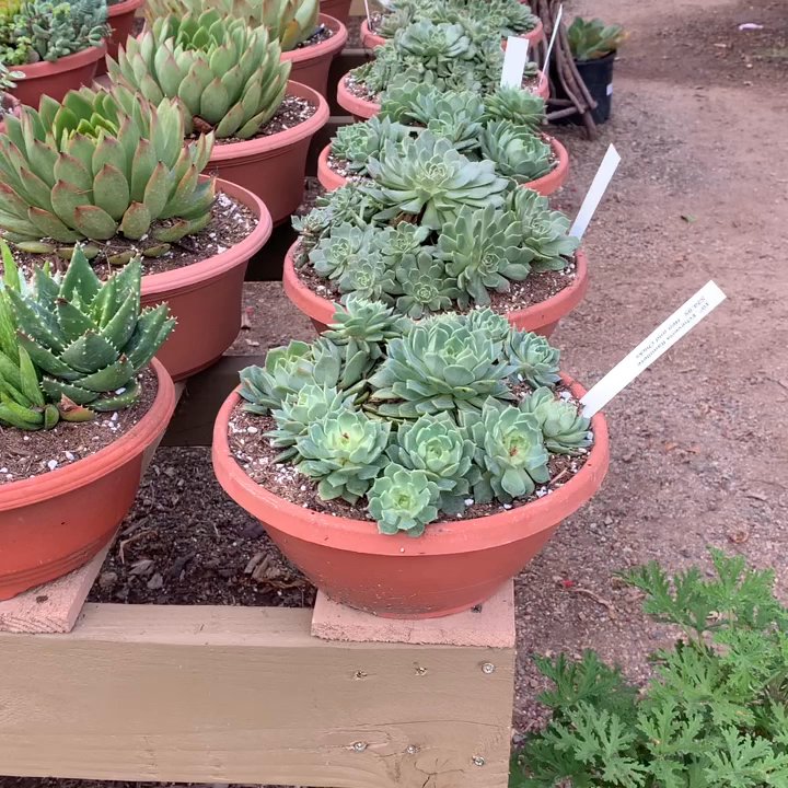 Ganter Nursery - Ganter Nursery carries a large selection of succulents! - Nurseries & Gardening Near Me - Vista, California