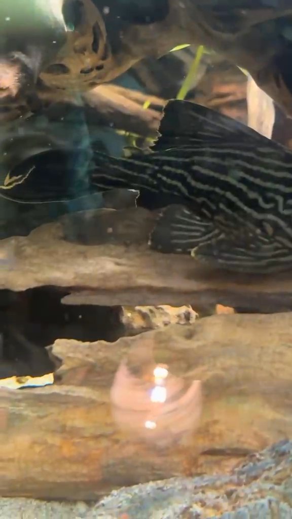 Royal pleco