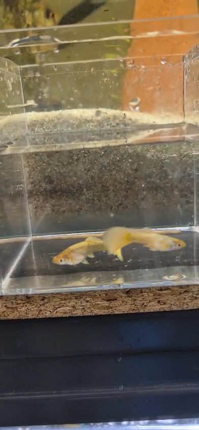 Longfin Calico Bristlenose Plecos (3cm)