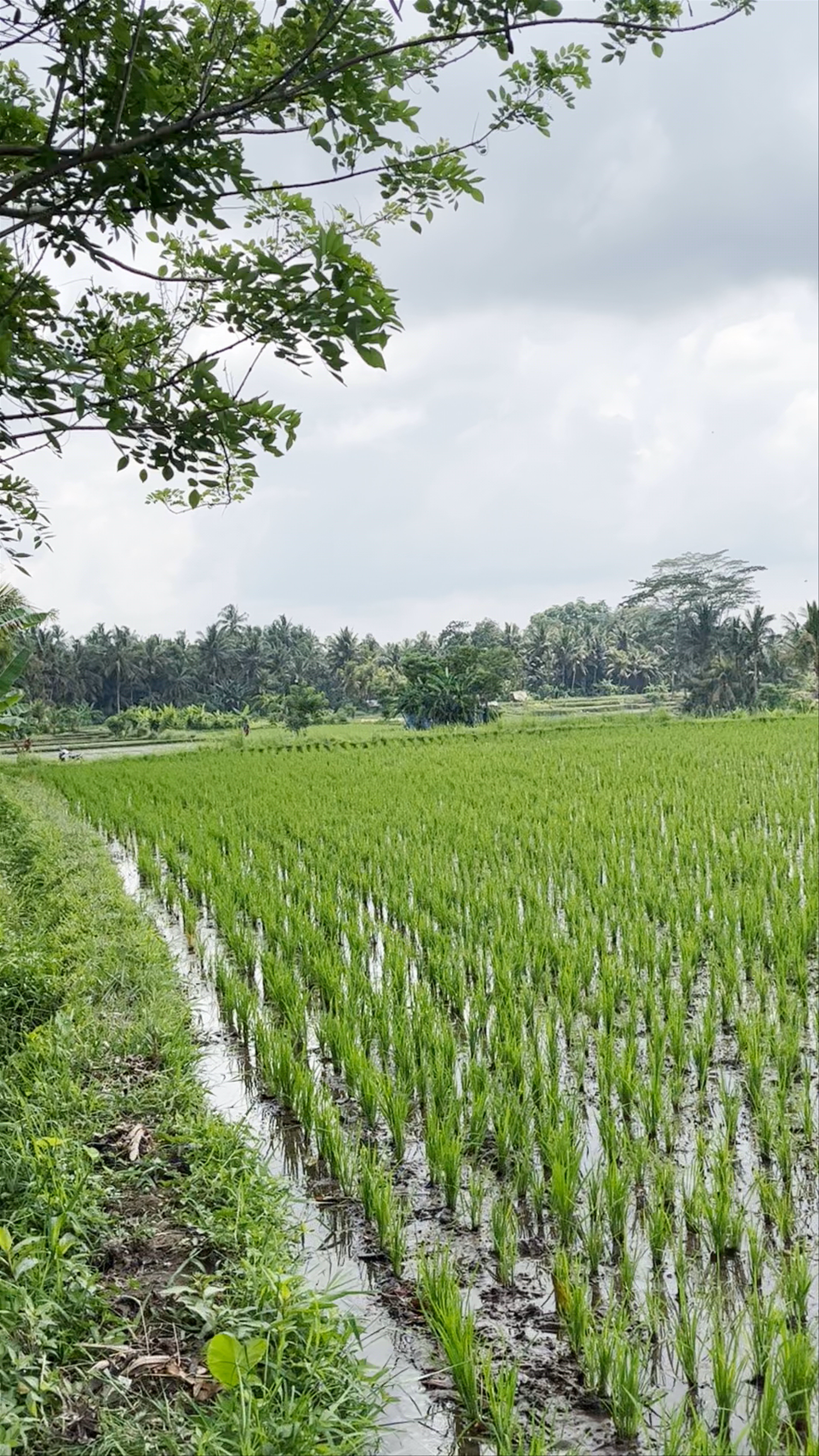 Rice Fields Walk