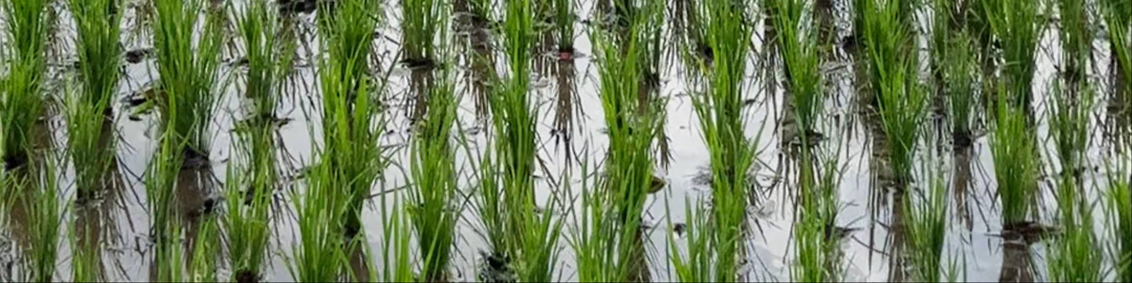 Rice Fields Walk