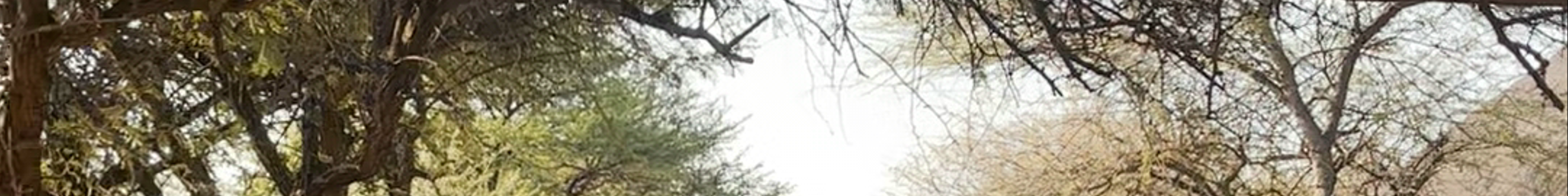 Tours & experiences in Soshanguve