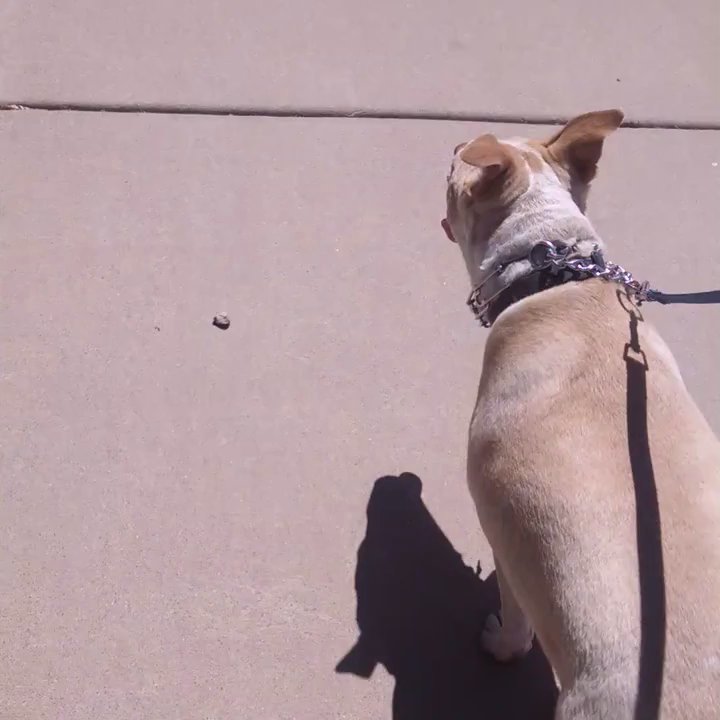 Learning Pawsibilities - Our dog, the black one, could never have gotten this close to another dog before his training at LP - Pet Training Near Me - Phoenix, Arizona