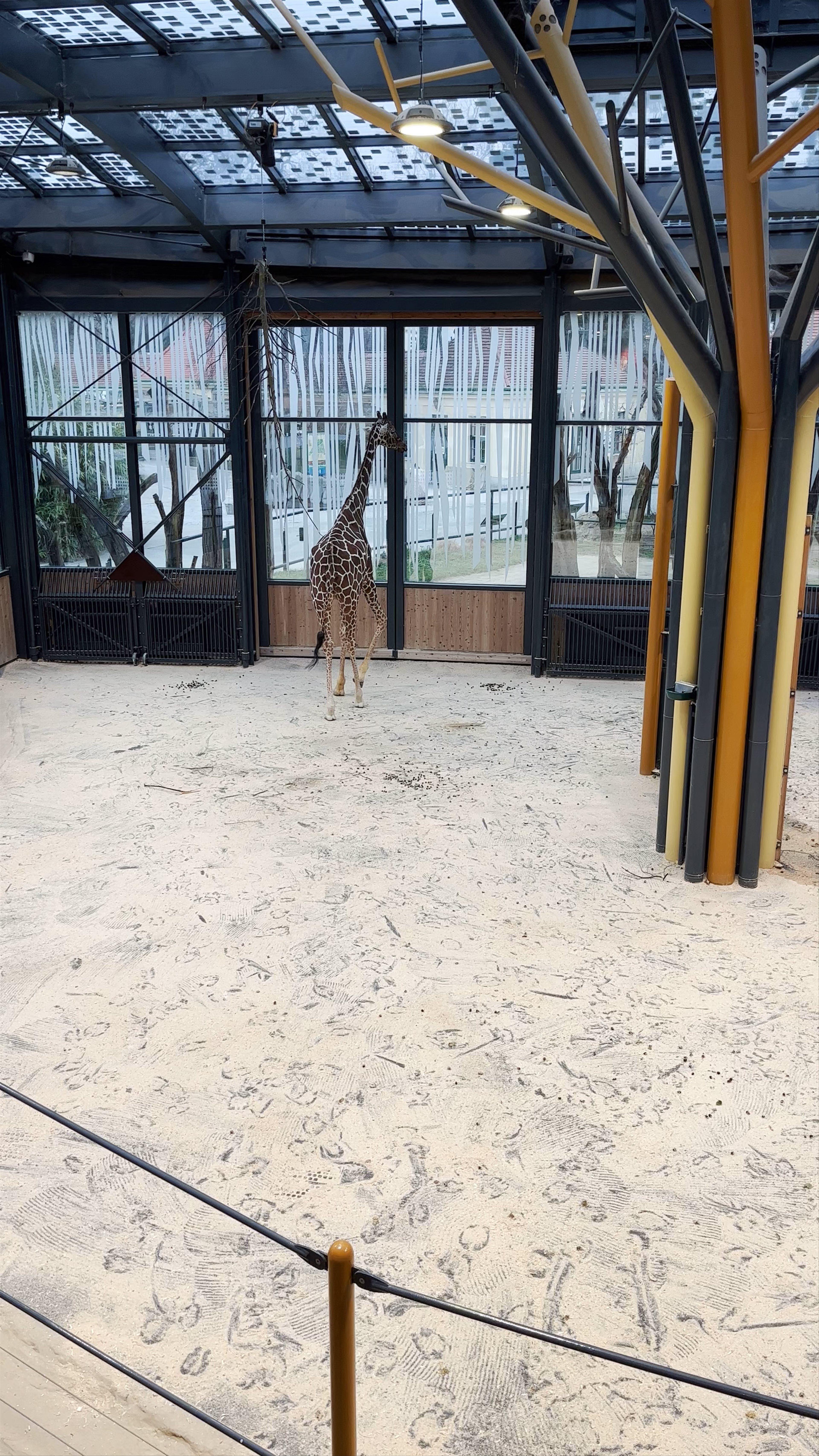 Graceful Giraffe Encounter at Schönbrunn Zoo, Vienna