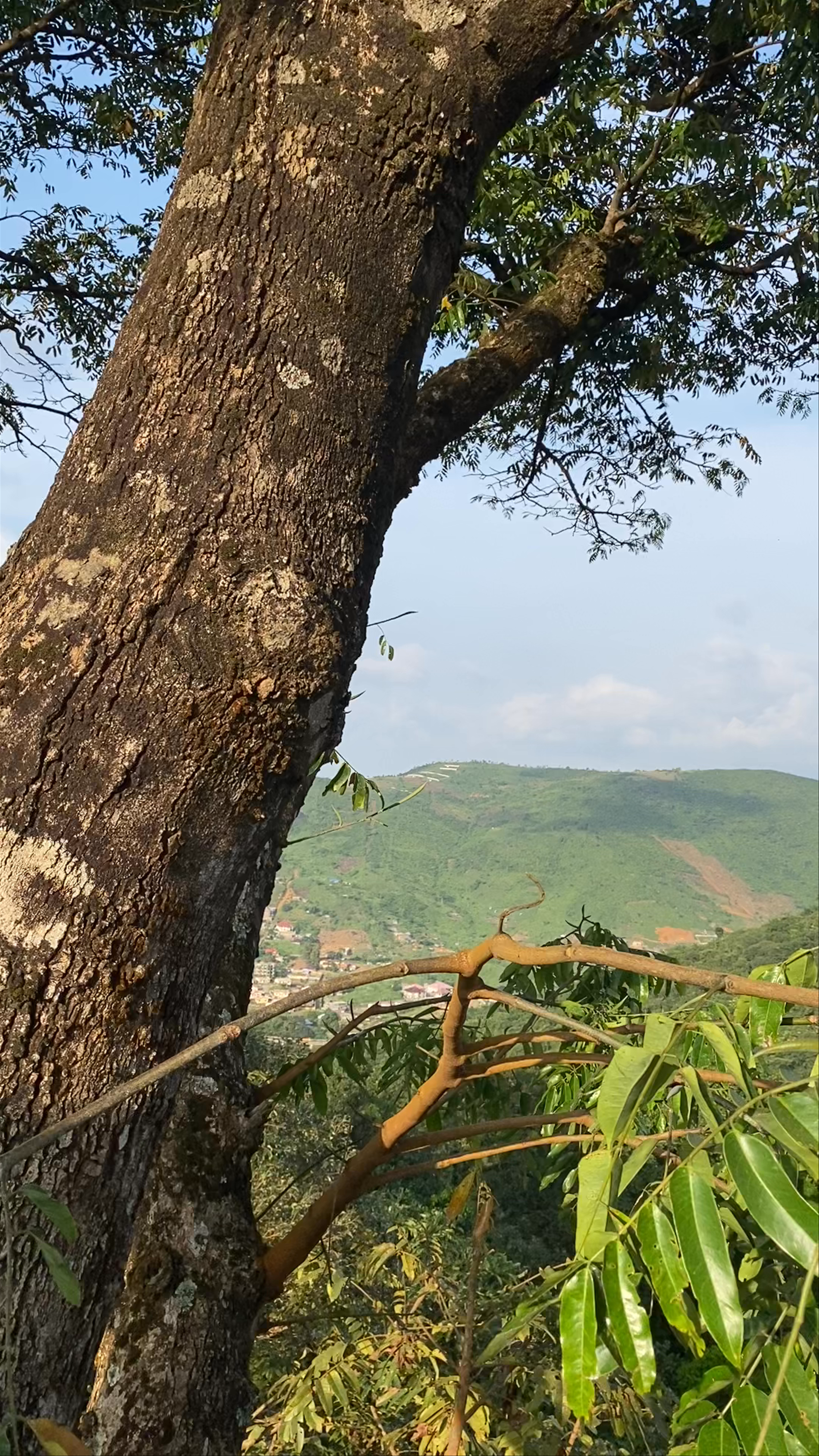 Tacugama Chimpanzee Sanctuary