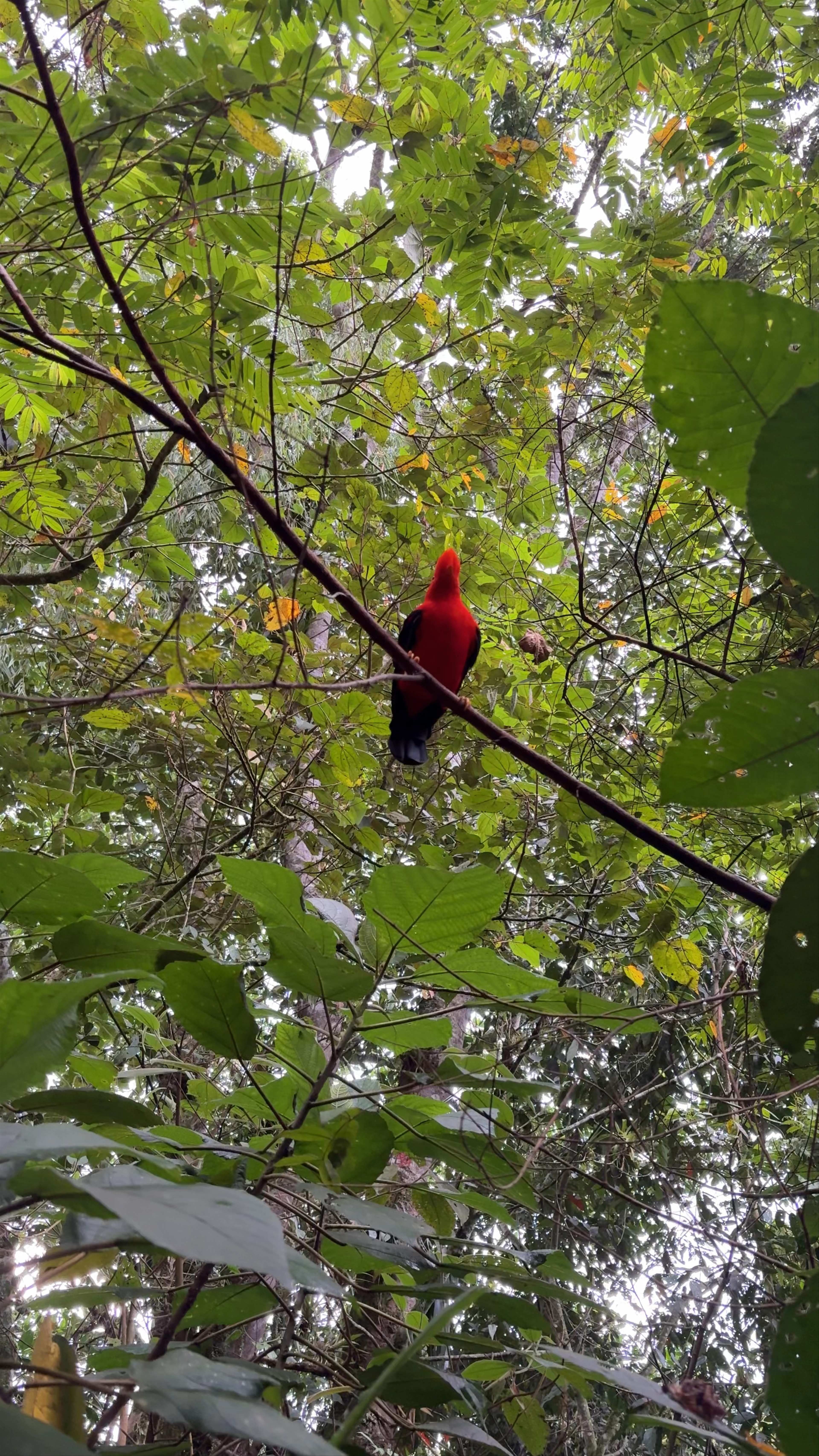 Reserva Natural Jardín de Rocas (Avistamiento del Gallito de Roca)
