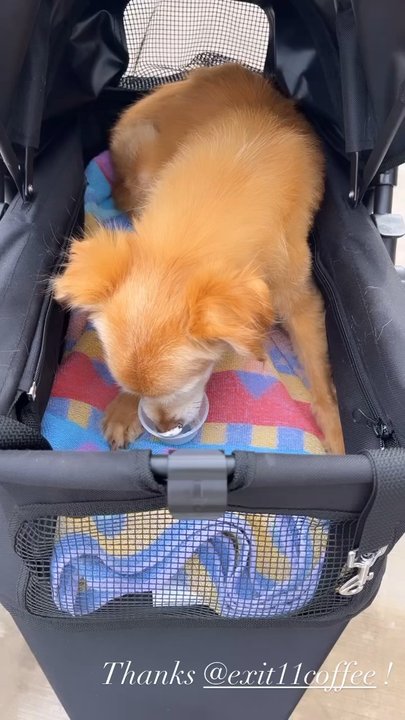 Exit 11 Coffee - Dogs enjoying their pup cups! - Coffee & Tea Near Me - Brentwood, Missouri