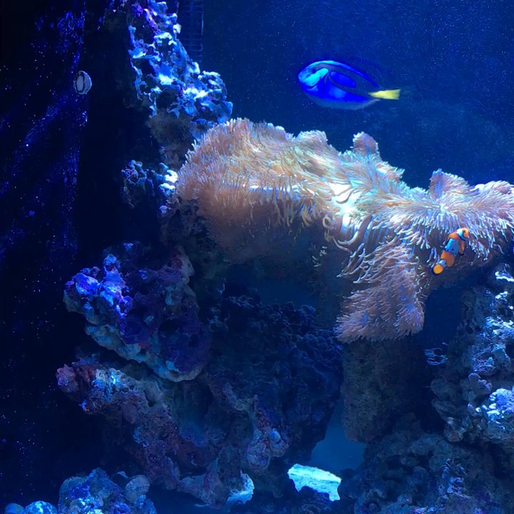 Neck Deep Aquatics - 260 gallon in tip top shape! Thank you Neck Deep - Aquarium Services Near Me