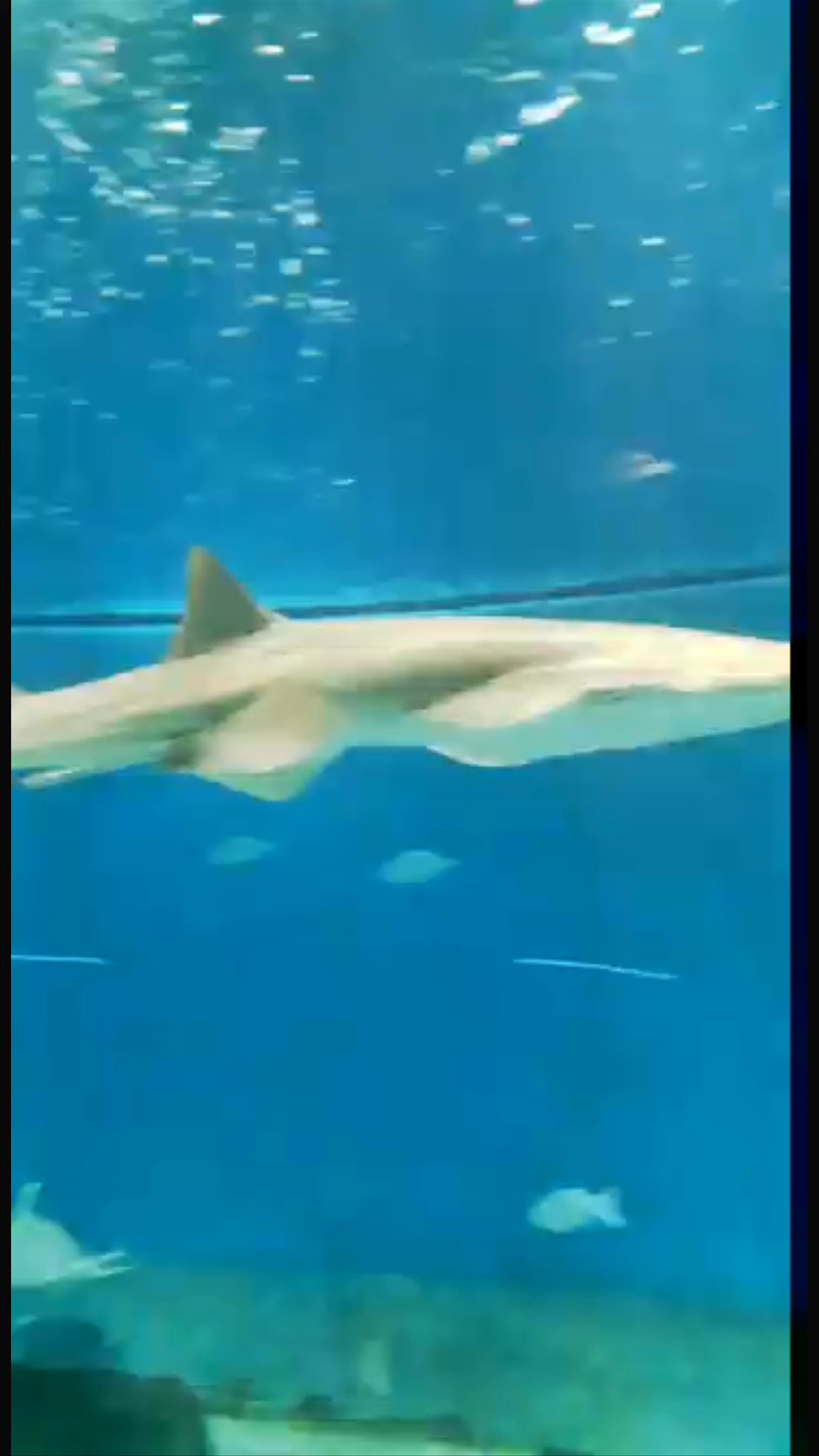 Mesmerizing Marine Life at Aquarium of Genoa