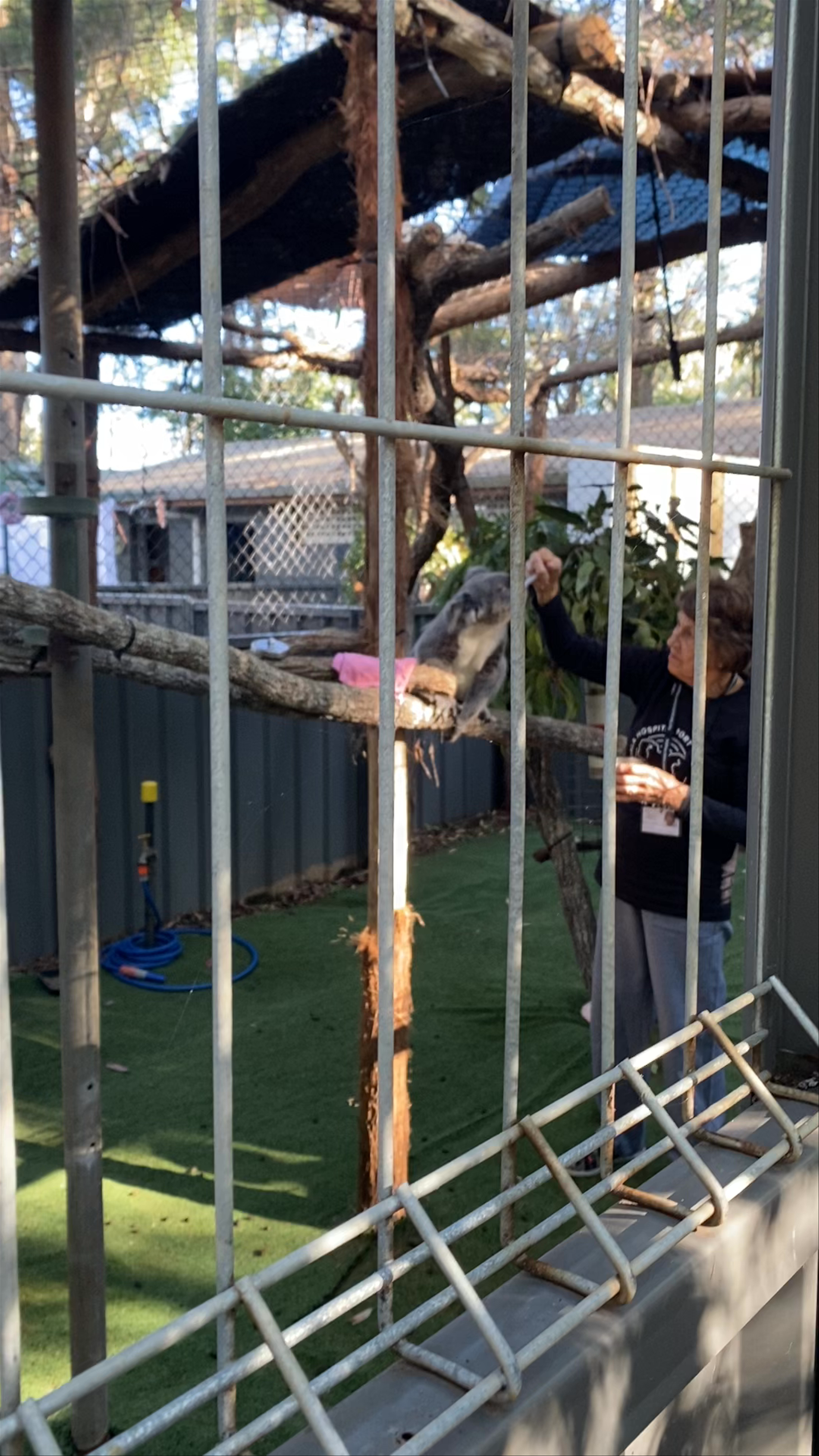 Port Stephens Koala Sanctuary