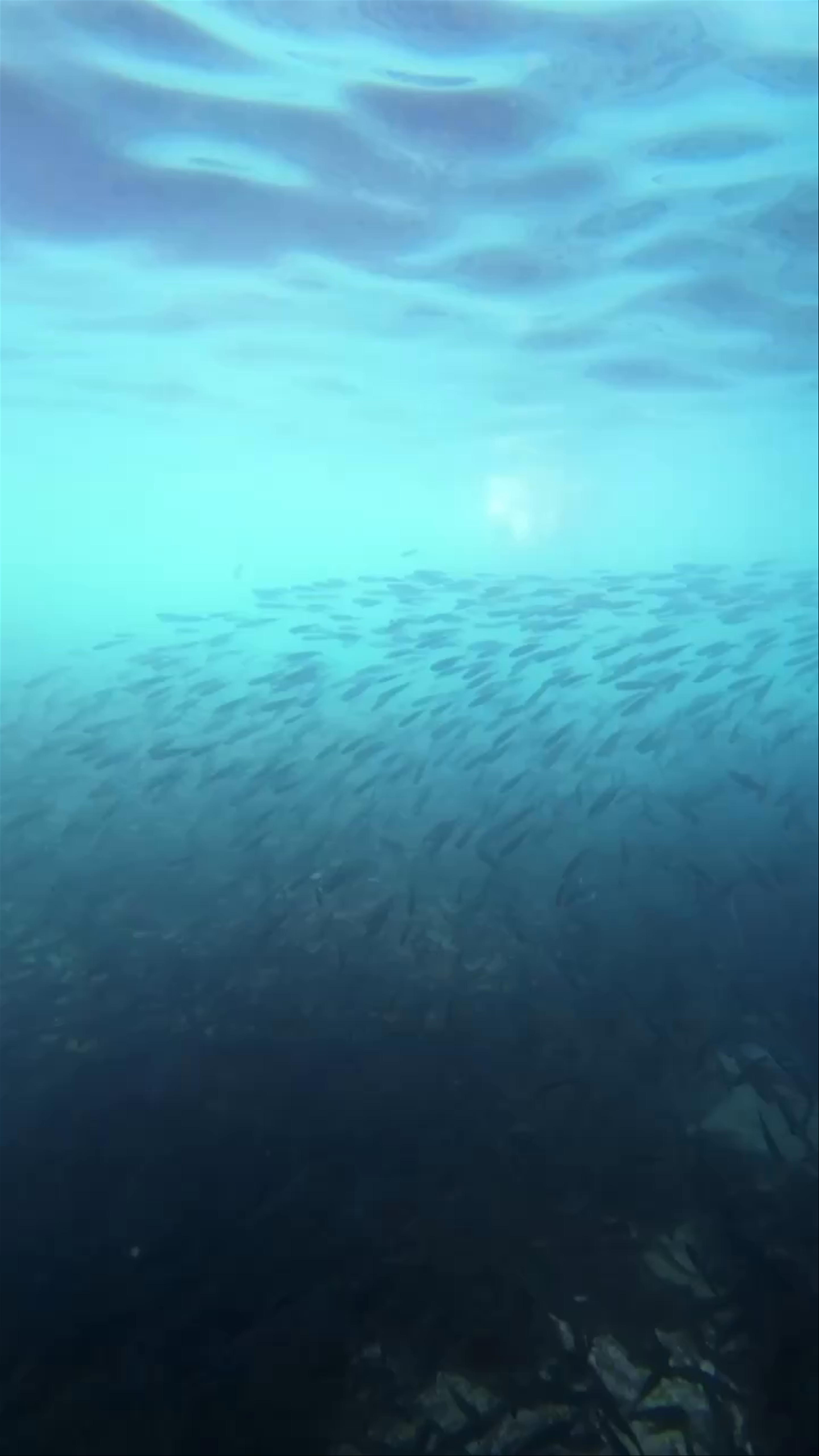 Underwater School of Fish at Mu Ko Ang Thong National Marine Park