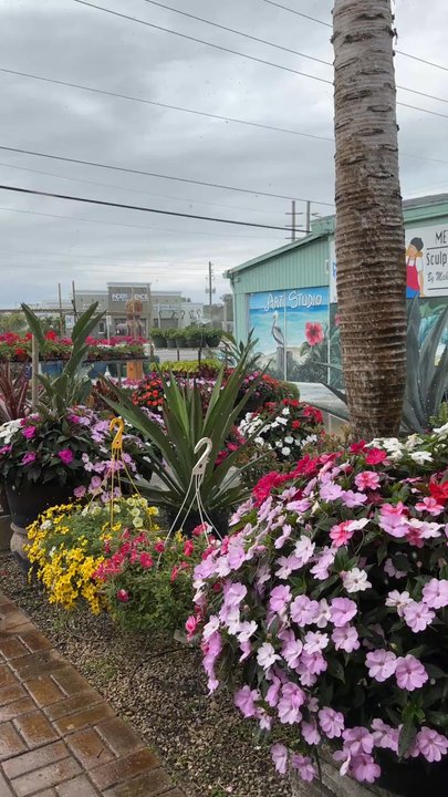 Blooming Orchids - Amazing - Nurseries & Gardening Near Me - Stuart, Florida