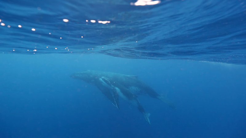 Humpback Whale Mother and Calf poster