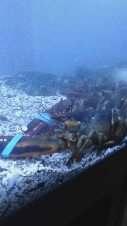 Le Soleil - Ouah des homards !! - Caribbean Near Me - Saint-Martin, 65