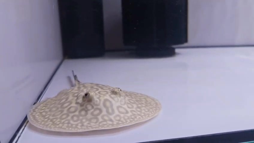 Pearl Stingray