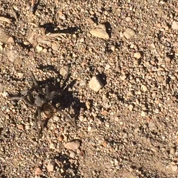 Mt Elden Environmental Study Area - Say hello to my little friend... - Hiking Near Me