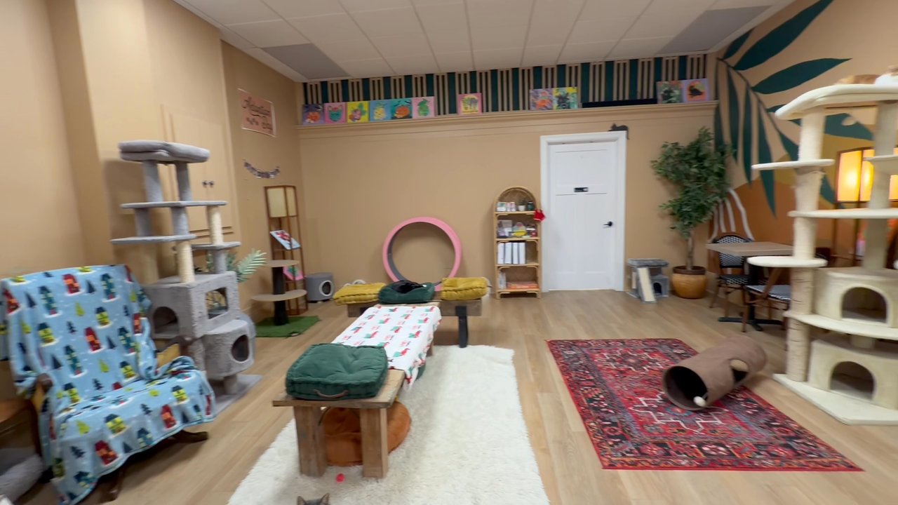 Purrista Cat Cafe - Themed Cafes Near Me - Erie, Pennsylvania