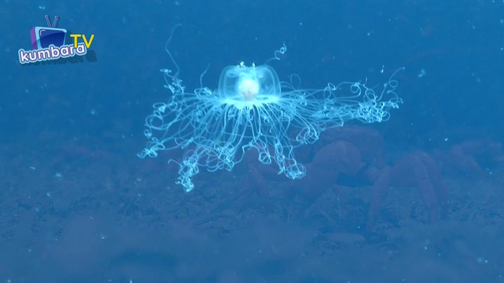 thumbnail Çok Kalpli Hayvanlar