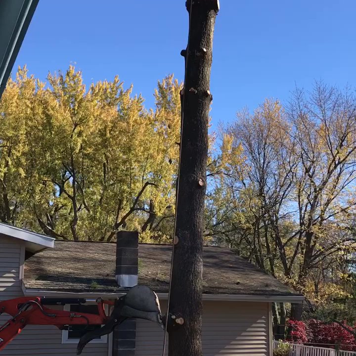 Angelo Tree Service - NOT for the faint-hearted! - Tree Services Near Me - Danbury, Connecticut