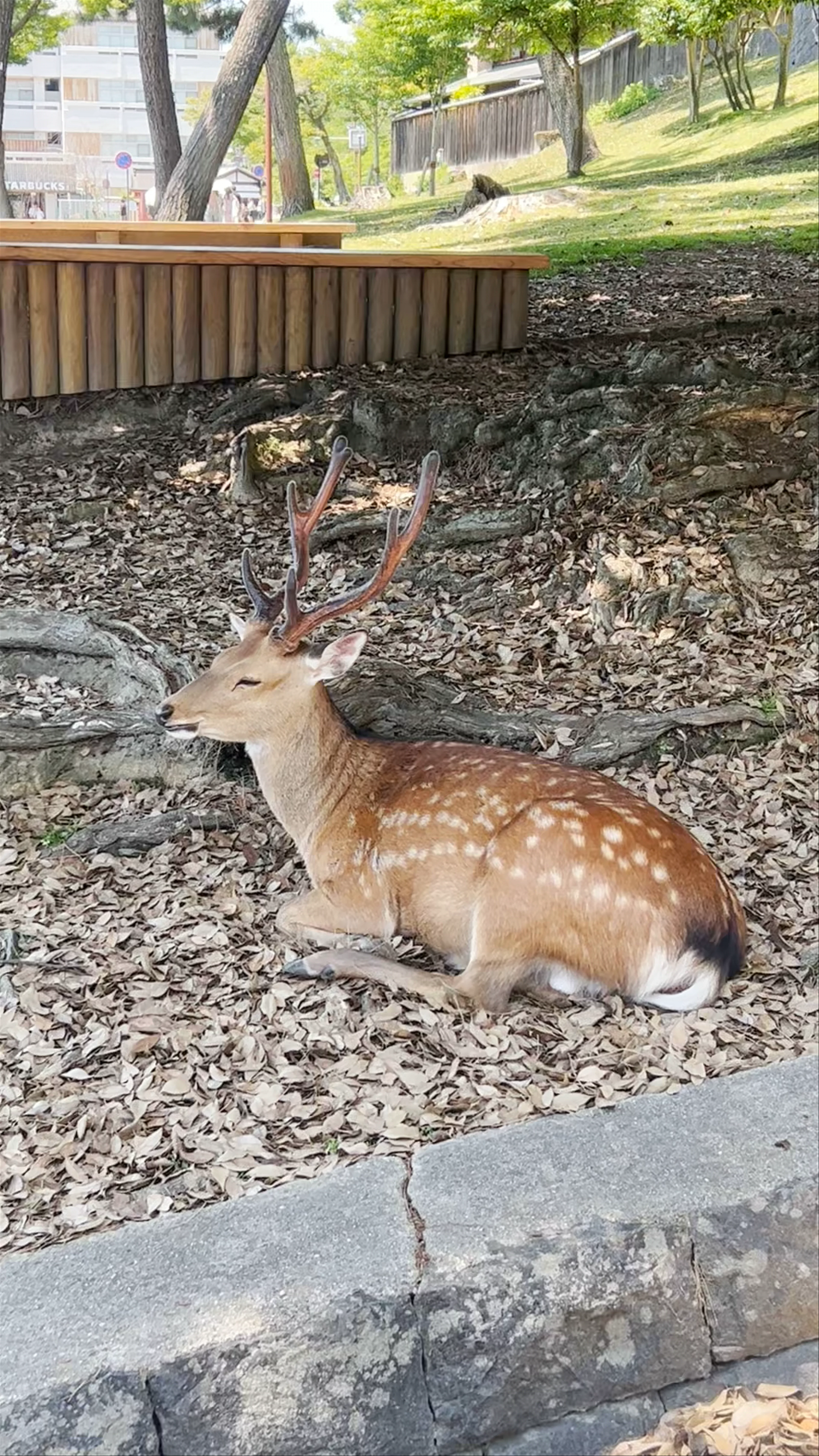 Nara Park