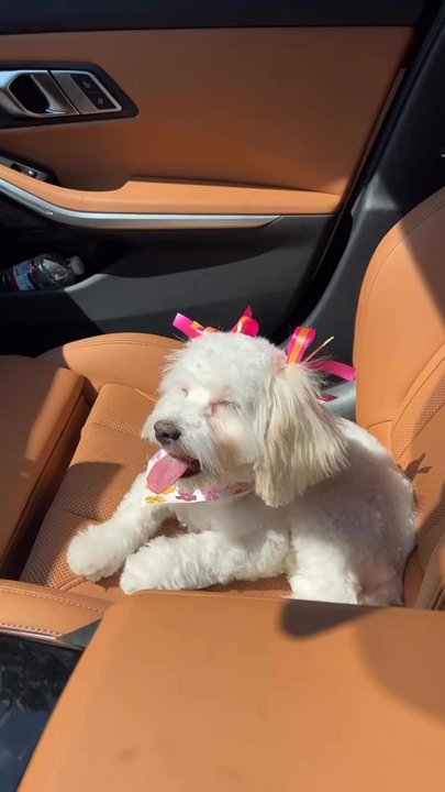 Muddy Paws OC - Pet Groomers Near Me - Orange, California