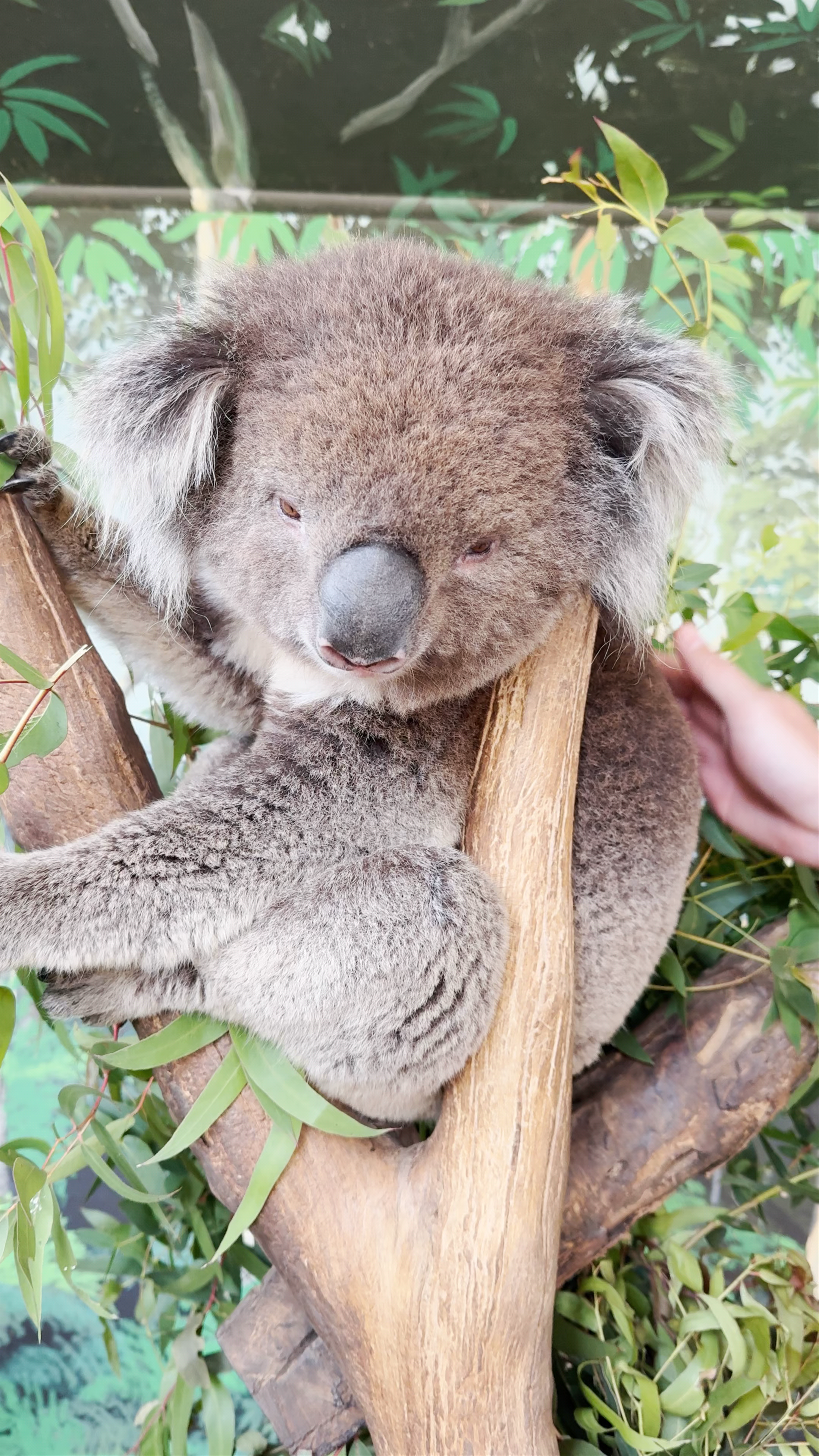 Maru Koala and Animal Park