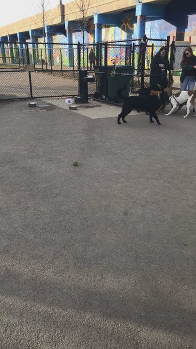 Logan Square Dog Park - Dog Parks Near Me - Chicago, Illinois