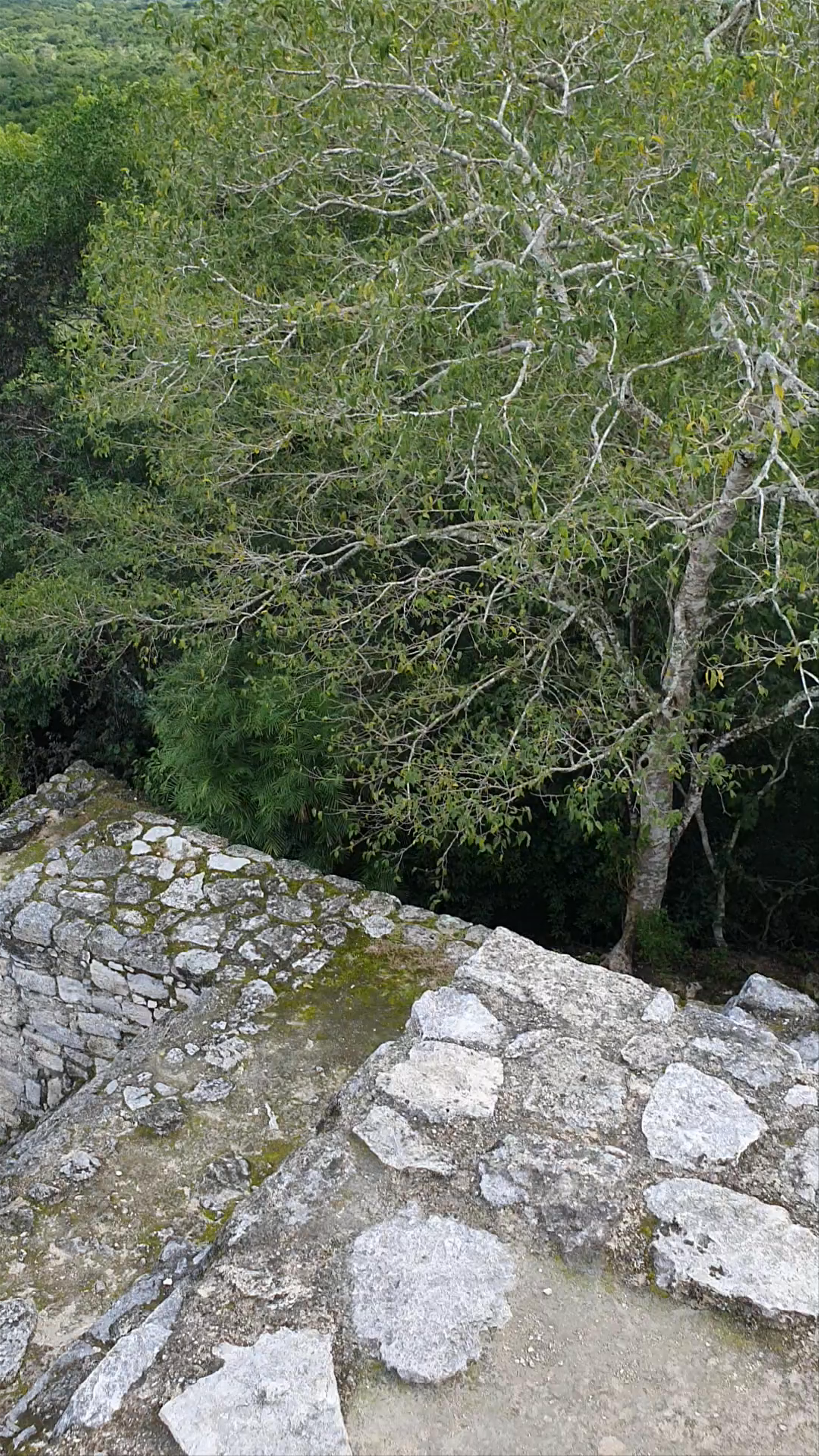 Reserva de la Biosfera Calakmul