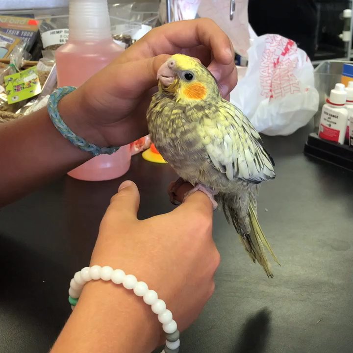A Parrot's Cove - They have the nicest cockatiels ever - Pet Stores Near Me - Houston, Texas