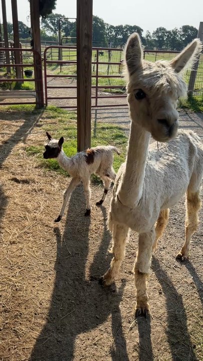 Zena Suri Alpacas - Baby Athena Ann makes her debut. - Knitting Supplies Near Me - Jay, Oklahoma
