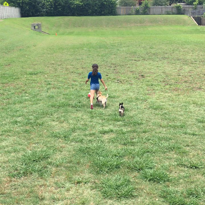 Wells Branch Dog Park - Playtime! - Dog Parks Near Me - Austin, Texas
