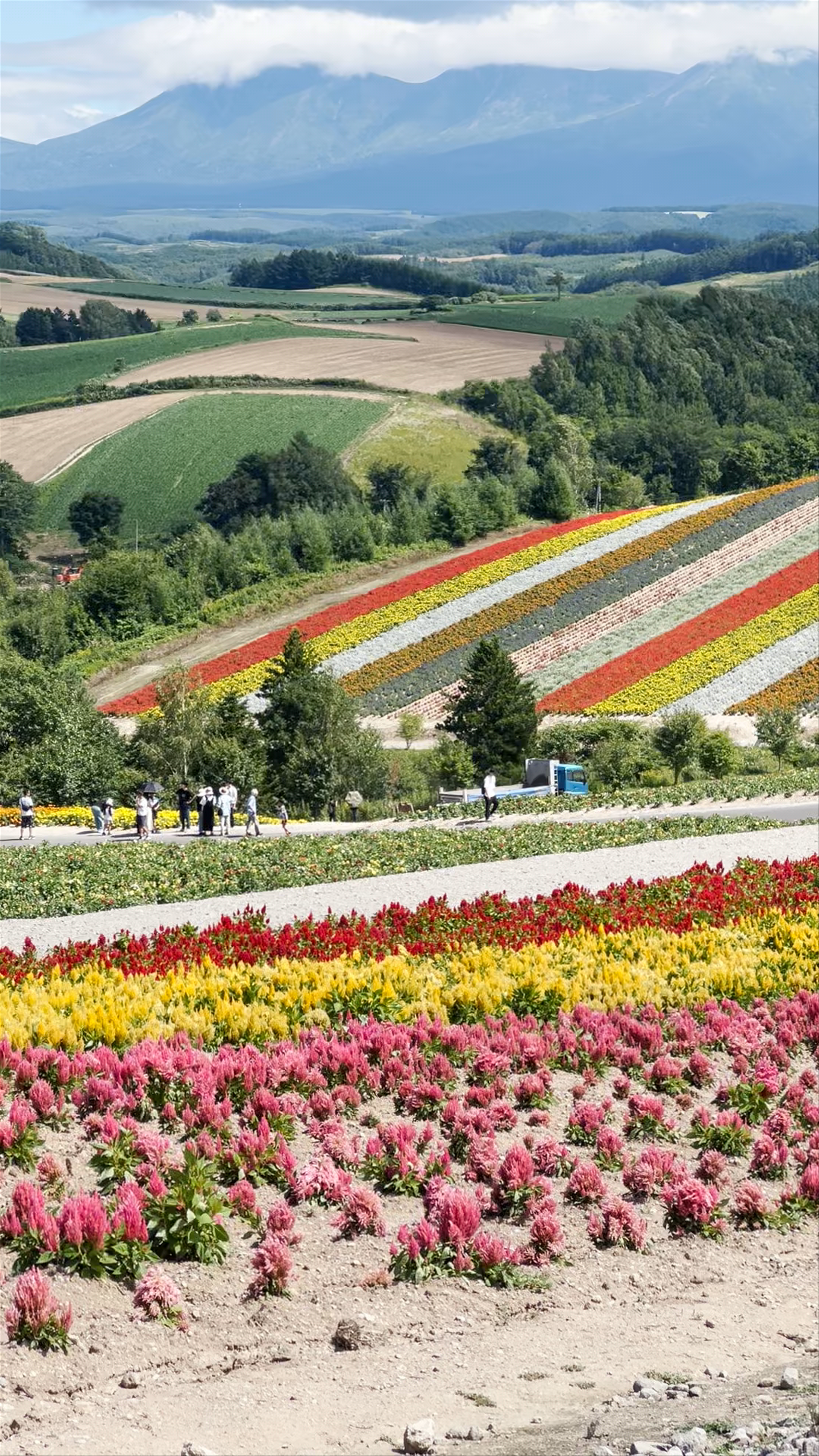Shikisai no Oka Flower Fields in Biei, Hokkaido - A Rainbow of Blooms