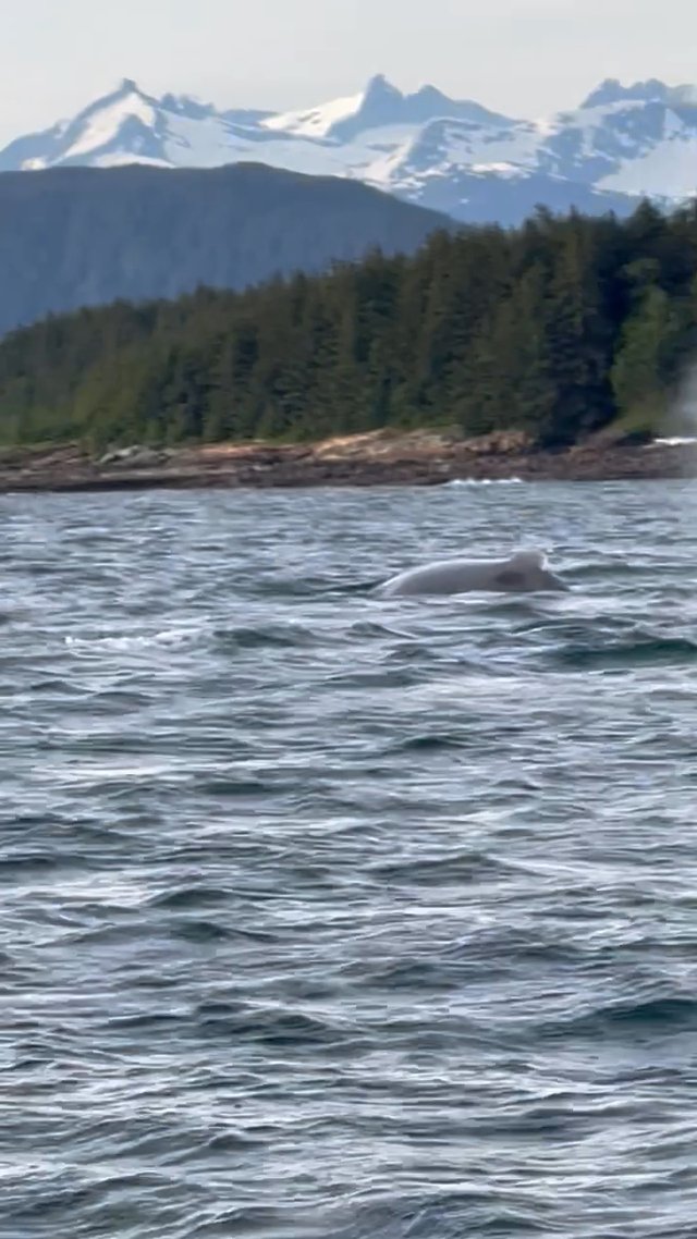Humpbacks, Baybee!
