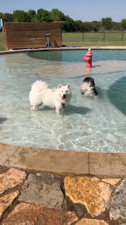 Jumping Jack Dog Ranch - Doggy pool - Pet Boarding Near Me - Manchaca, Texas