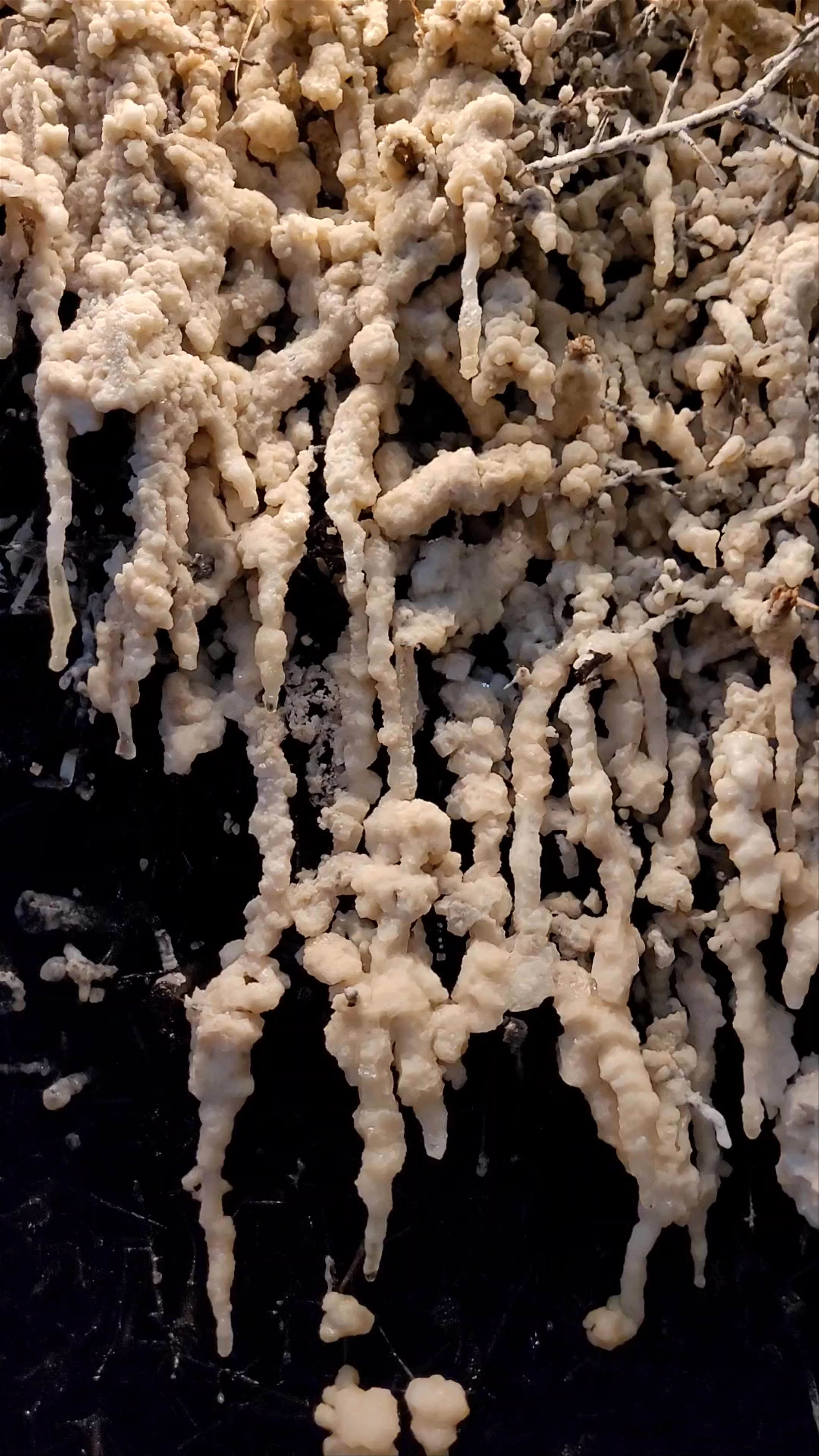 Piotrków Trybunalski