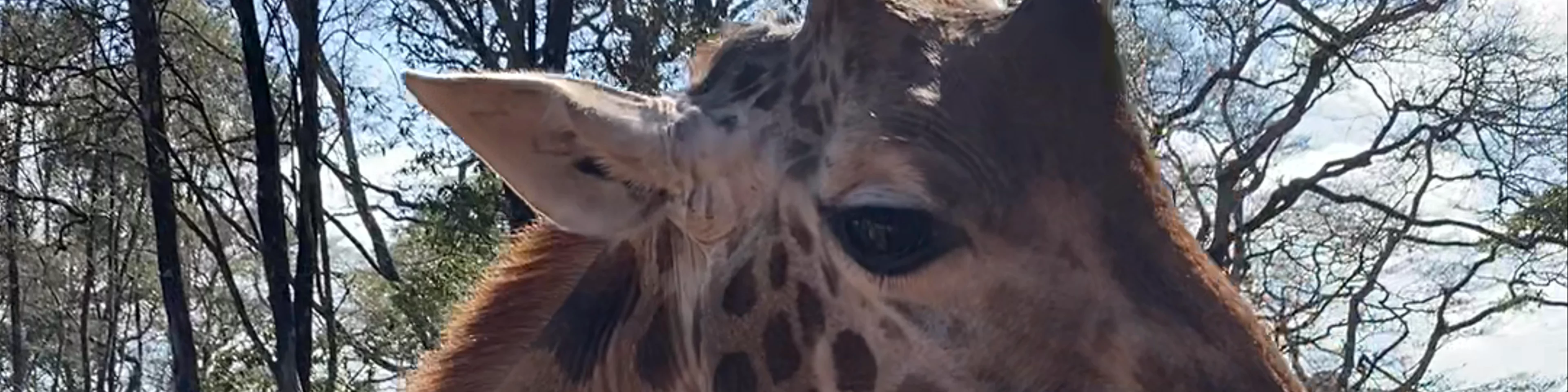 Giraffe Centre